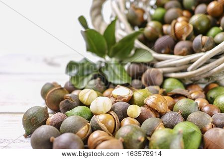 Macadamia nuts fresh in shell harvest close up