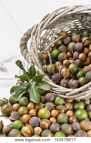 Macadamia nuts in shell harvest close up