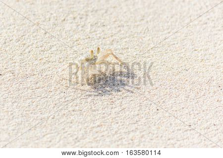 A Small Crab on the Sand Beach