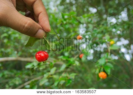 A barbados cherry in the hand with a barbados cherry tree.