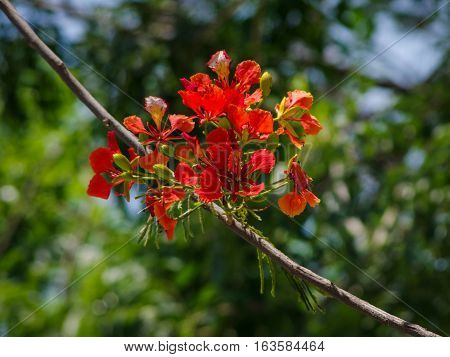 Flamboyant flowers with nature background.Flamboyant flowers is known as summer flower in Vietnam.