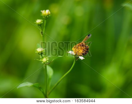 Yellow bee with white wild daisy flowers in afternoon light