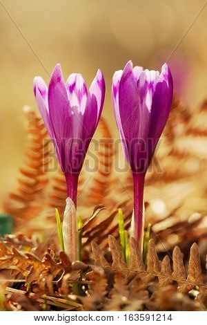 View of magic blooming spring flowers crocus growing from old dry fern in wildlife. Beautiful macro photo of wildgrowing crocus