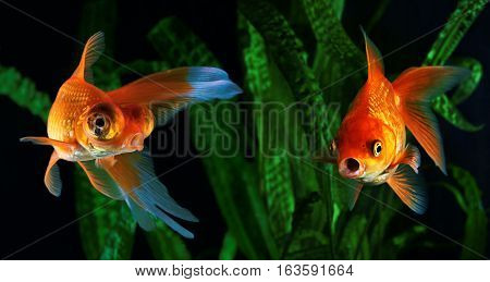 Goldfish aquarium a fish on the background of aquatic plants