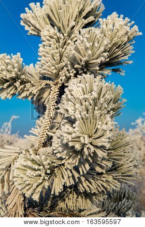 detail of frosted branch of some confierous tree