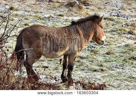 Przewalski s horse in nature reserve Falkenstein in Germany