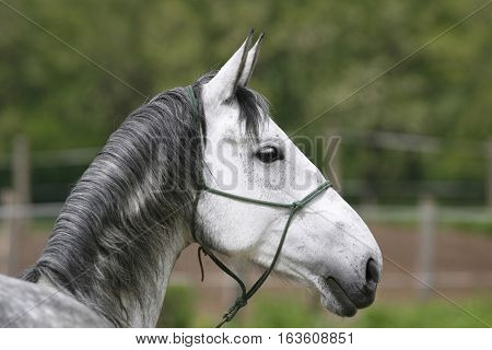 Head Of A Gray Colored Lipizzaner Foal.  Side View Portrait Of Young Lipizzaner Foal