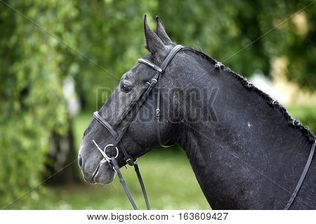 Side View Portrait Of A Beauty Young Stallion