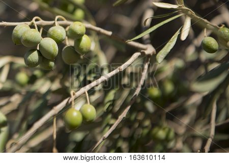 a olive tree near the Rio Guadiana River near the town of Alcoutim at the east Algarve in the south of Portugal in Europe.