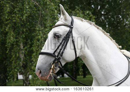 Head Shot Of A Beautiful White Horse