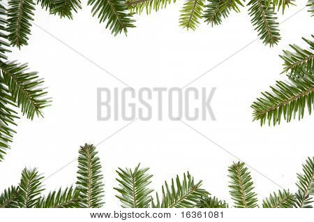 Spruce frame