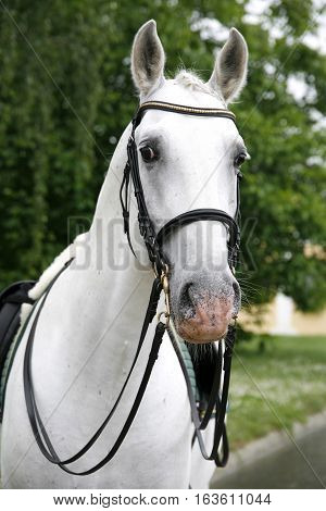 Front view head shot of a young lipizzaner horse against green natural background