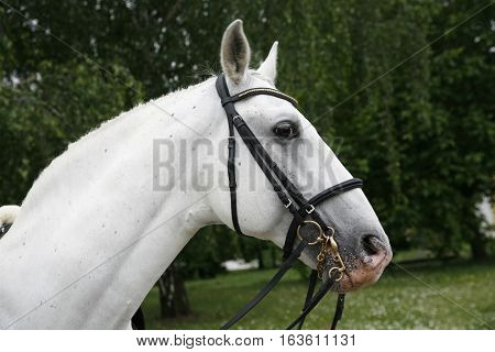 Side view portrait of a purebred gray lipizzaner stallion under saddle