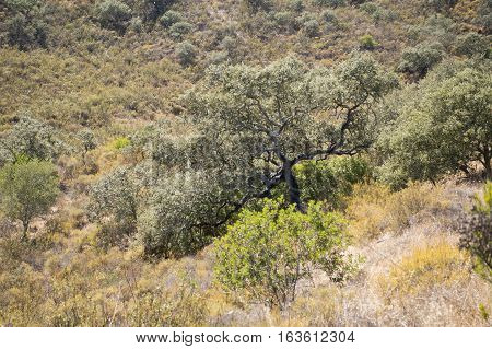 Europe Portugal Algarve Rio Guadiana Forest