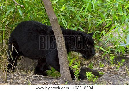 Young black jaguar - Panthera onca - in the green