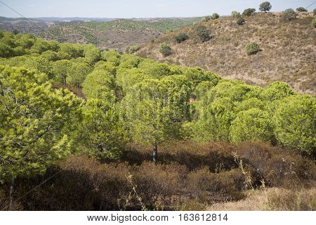 Europe Portugal Algarve Rio Guadiana Forest
