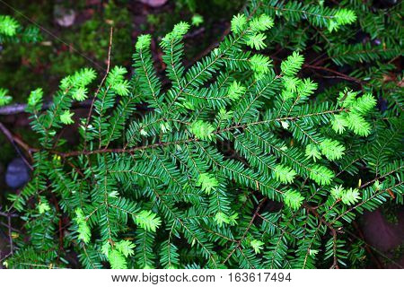 Pine needles at Porcupine Mountains Wilderness State Park in Michigan