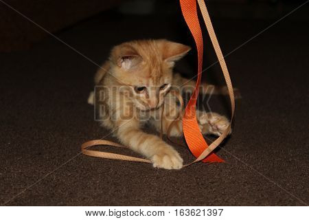 Kitten playing with an orange string and ribbon