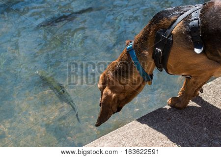 Bloodhound looking down into the water at a fish