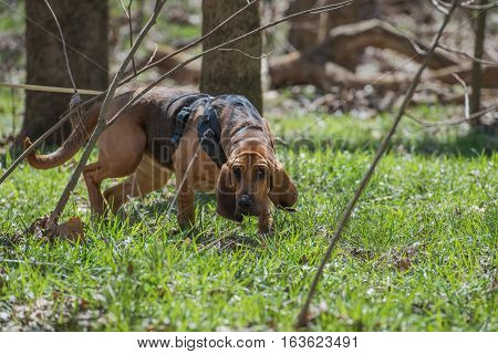 Bloodhound up close tracking through wooded area.