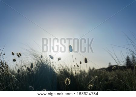 Beach grass silhouette backlit by glow of rising sun