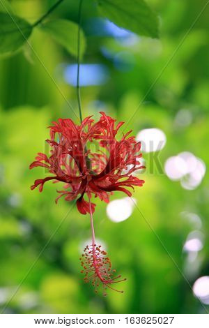 Hibiscus Rosa, found on Raiatea island in Tahiti