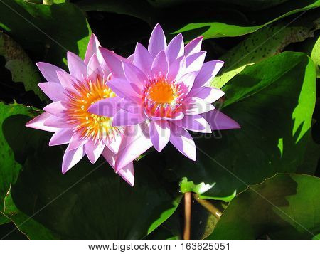 Purple Water Lilly flowers with center like a cup of melted butter (#3) - in pond in Tahiti on Raiatea island