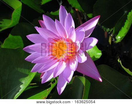 Purple Water Lilly flower with center like a cup of melted butter (#1) - in pond in Tahiti on Raiatea island