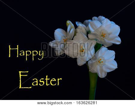white flowers with dark back ground with Happy Easter