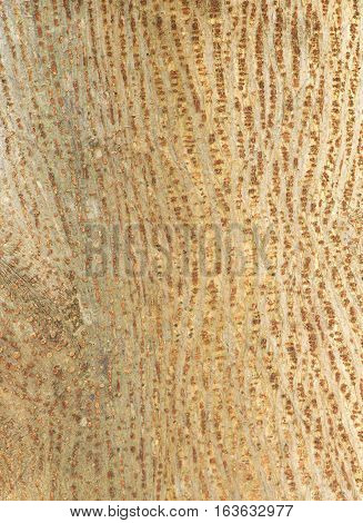 Close up Bark of Tree Texture Background 1