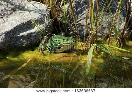 nice green Frog standing in the watter on the pond bank