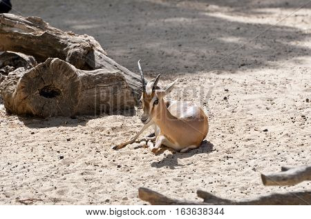 Dorcas gazelle Gazella dorcas. It is a small and common gazelle inhabits grassland steppe wadis mountain desert and in semidesert climates of Africa and Arabia