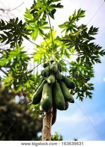 The papaya tree and papayas. The papaya tree and papayas.
