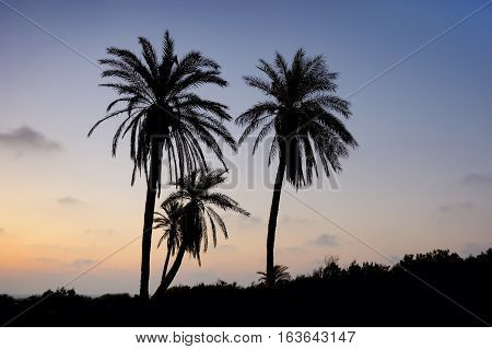 Palm trees and the Mediterranean Sea, Park of Ashkelon in Israel