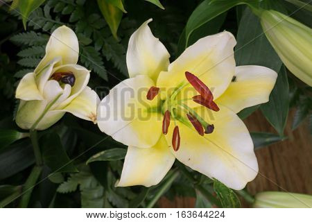 Beautiful local white lilly flower bloom stock photo