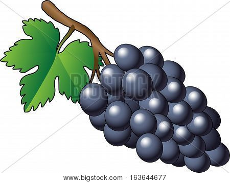 Vector purple bunch of grapes - Illustration