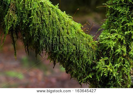 Amblystegium Serpens Or Creeping Feathermoss On Branch.