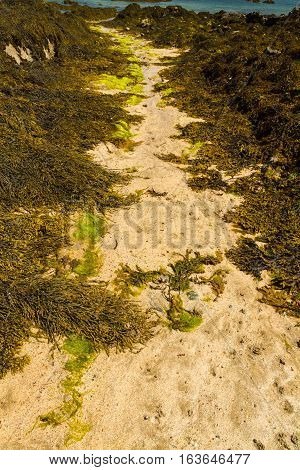 Path Through Seaweed On Beach.