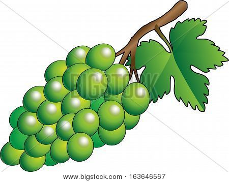 Vector green bunch of grapes - Illustration
