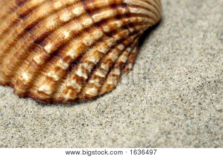 Sea Shell närbild