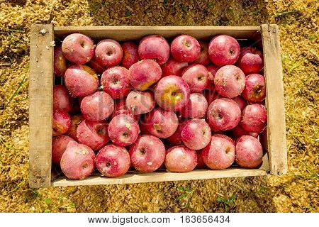 Italian Typical Apples In Wooden Box
