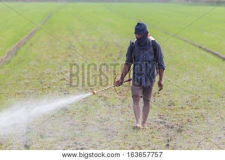 CHAI NAT THAILAND - DECEMBER 11 2016: An unidentified people Thai farmer spraying chemical to green young rice field in Chai Nat on December 11 2016.
