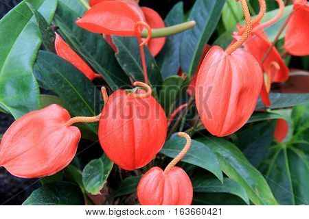 Beautiful flowering plant, sometimes known as the Ariod or Arum
plant.