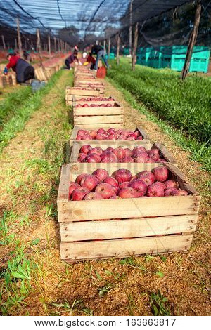 Italian Typical Apples Plantation
