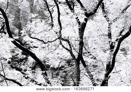 A tree with yellow leaves backlit by the sun in the wuyishan scenic area in Fujian province China.