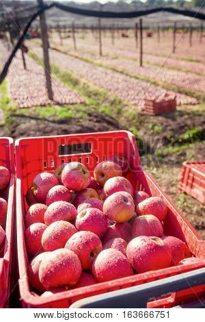 Italian Typical Apples In A Box