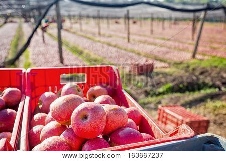 Italian Typical Apples In A Box