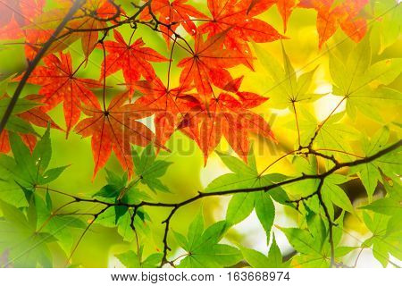 Maple Leaf, Tree Branch In Beautiful Autumn