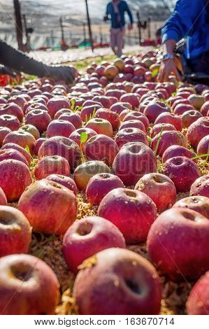 Farmer Picking Italian Typical Apples