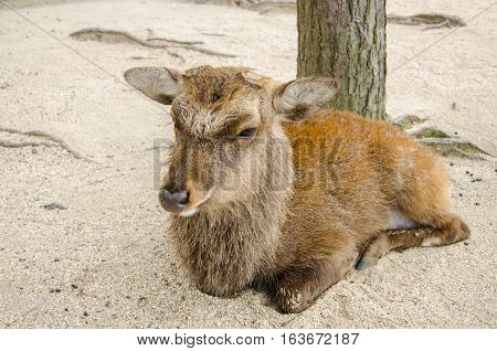 Wild Lonely Deer on Itsukushima Jinja Shrine Itsukushima Miyajima island near Hiroshima. Japan